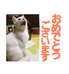 賢い白猫。（個別スタンプ：24）