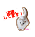 賢い白猫。（個別スタンプ：26）