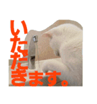 賢い白猫。（個別スタンプ：29）