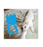 賢い白猫。（個別スタンプ：31）