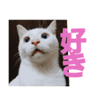 賢い白猫。（個別スタンプ：32）