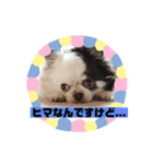 チワワのポティロン（個別スタンプ：3）