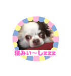 チワワのポティロン（個別スタンプ：4）