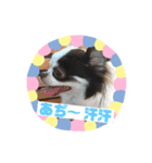 チワワのポティロン（個別スタンプ：5）