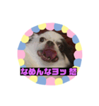 チワワのポティロン（個別スタンプ：9）