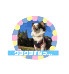チワワのポティロン（個別スタンプ：10）