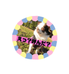 チワワのポティロン（個別スタンプ：12）