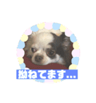 チワワのポティロン（個別スタンプ：13）
