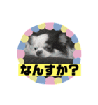 チワワのポティロン（個別スタンプ：14）