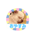 チワワのポティロン（個別スタンプ：15）