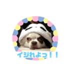 チワワのポティロン（個別スタンプ：19）