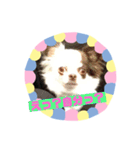 チワワのポティロン（個別スタンプ：20）