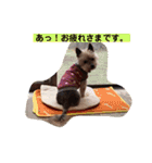 モモだーー（個別スタンプ：1）
