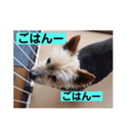 モモだーー（個別スタンプ：2）