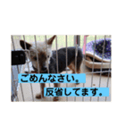 モモだーー（個別スタンプ：4）