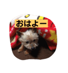 モモだーー（個別スタンプ：9）