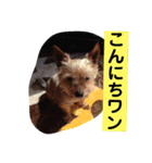 モモだーー（個別スタンプ：13）