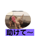 モモだーー（個別スタンプ：15）