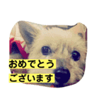 モモだーー（個別スタンプ：16）