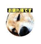 ランディ日記（雑種）（個別スタンプ：1）