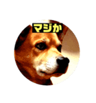 ランディ日記（雑種）（個別スタンプ：2）