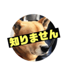 ランディ日記（雑種）（個別スタンプ：3）