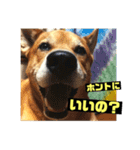 ランディ日記（雑種）（個別スタンプ：4）