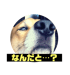 ランディ日記（雑種）（個別スタンプ：5）