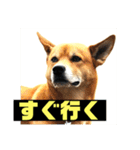 ランディ日記（雑種）（個別スタンプ：6）