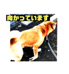 ランディ日記（雑種）（個別スタンプ：10）