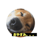 ランディ日記（雑種）（個別スタンプ：11）