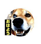 ランディ日記（雑種）（個別スタンプ：12）