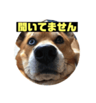 ランディ日記（雑種）（個別スタンプ：14）