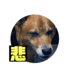 ランディ日記（雑種）（個別スタンプ：15）
