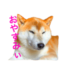 柴犬 ゴン太（個別スタンプ：1）