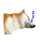 柴犬 ゴン太（個別スタンプ：2）