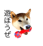 柴犬 ゴン太（個別スタンプ：3）