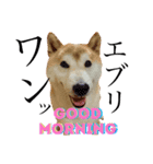 柴犬 ゴン太（個別スタンプ：4）