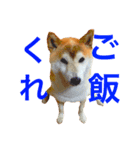 柴犬 ゴン太（個別スタンプ：5）
