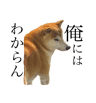 柴犬 ゴン太（個別スタンプ：6）
