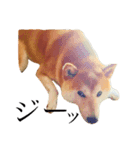 柴犬 ゴン太（個別スタンプ：7）