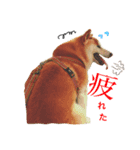 柴犬 ゴン太（個別スタンプ：8）