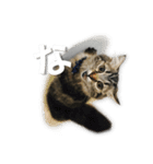 夏月にゃ！（個別スタンプ：1）