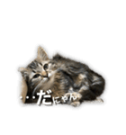 夏月にゃ！（個別スタンプ：5）