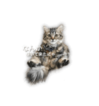 夏月にゃ！（個別スタンプ：10）