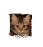 夏月にゃ！（個別スタンプ：12）