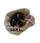 ちわわのびー その3（個別スタンプ：2）