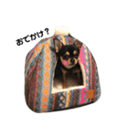 ちわわのびー その3（個別スタンプ：3）