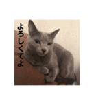 ロシアンブルーのアズさん（個別スタンプ：1）
