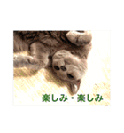 ロシアンブルーのアズさん（個別スタンプ：12）